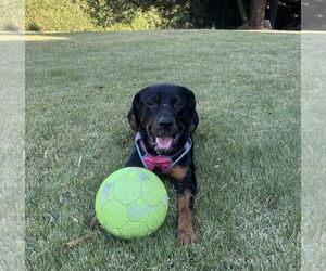 Snow - Female Rottweiler-Unknown Mix Dog for Adoption - Photo #3