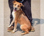 Small #2 German Shepherd Dog Mix