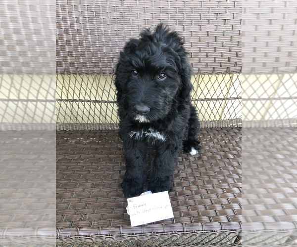 Medium Photo #2 Bernedoodle Puppy For Sale in MORTON, WA, USA