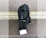 Small Photo #2 Bernedoodle Puppy For Sale in MORTON, WA, USA