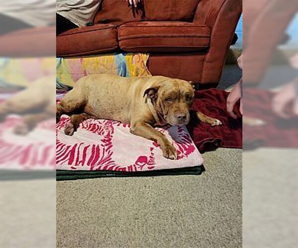 Medium Photo #4 Mutt Puppy For Sale in Dana Point, CA, USA