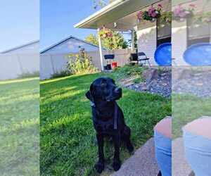 Father of the Labrador Retriever puppies born on 11/14/2025