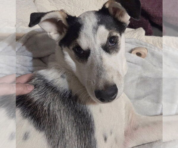 Medium Photo #2 Mutt Puppy For Sale in Evansville, IN, USA