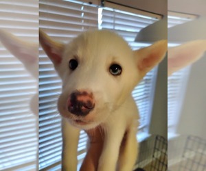 Border Collie-Siberian Husky Mix Puppy for Sale in HANAHAN, South Carolina USA