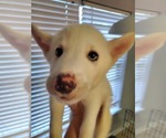 Puppy 5 Border Collie-Siberian Husky Mix