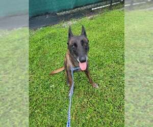 Country Queens - Dolly - Located in FL - Female Mutt Dog for Adoption - Photo #2
