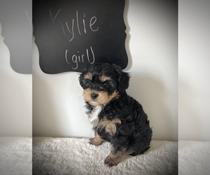 Miniature Bernedoodle Puppy for Sale in NORTH VERNON, Indiana USA
