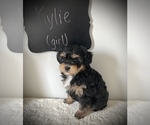 Small Miniature Bernedoodle