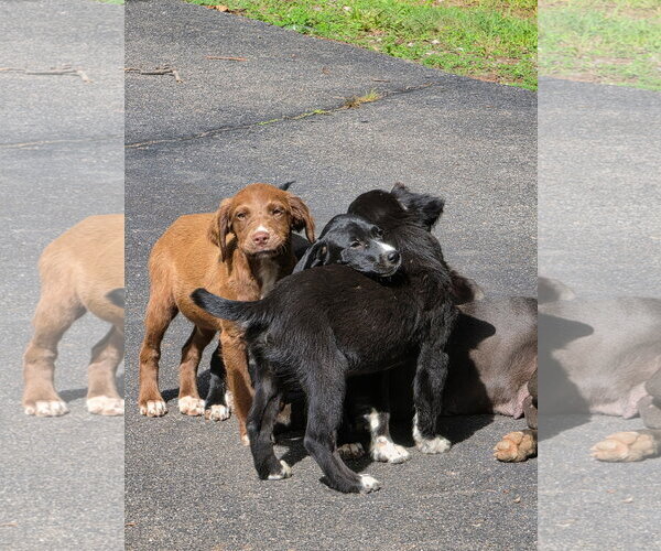 Medium Photo #3 Colonial Cocker Spaniel-Labrador Retriever Mix Puppy For Sale in Blairsville, GA, USA