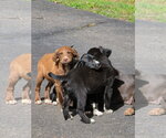 Small #2 Colonial Cocker Spaniel-Labrador Retriever Mix