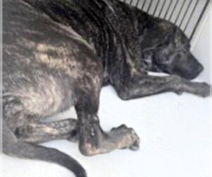 Mutt Dogs for adoption in Houston, TX, USA