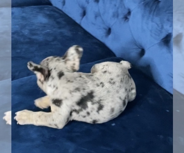 Medium Photo #32 French Bulldog Puppy For Sale in LONG BEACH, CA, USA