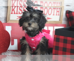 Poodle (Toy)-Yorkshire Terrier Mix Puppy for sale in SEDALIA, MO, USA