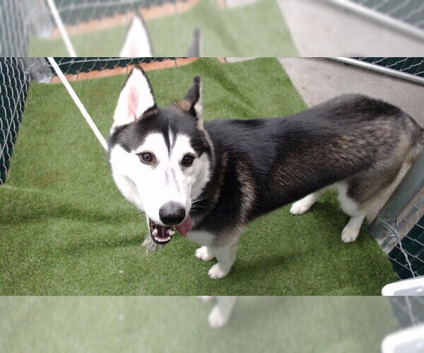 Medium Photo #1 Siberian Husky Puppy For Sale in Downey, CA, USA