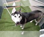 Small Siberian Husky
