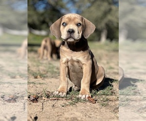 Cane Corso Puppy for sale in MILANO, TX, USA