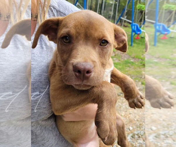 Medium Photo #6 American Pit Bull Terrier-Labrador Retriever Mix Puppy For Sale in Blacksburg, SC, USA
