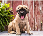 Puppy Reggie Mastiff