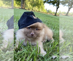 Shiranian Puppy for sale in COLUMBUS, OH, USA