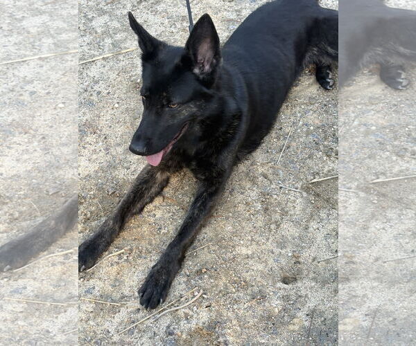 Medium Photo #2 German Shepherd Dog Puppy For Sale in New Hill, NC, USA