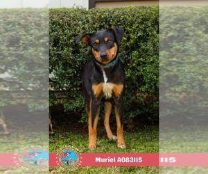 MURIEL - Female Black and Tan Coonhound-Unknown Mix Dog for Adoption - Photo #2