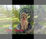 Small Photo #2 Goldendoodle Puppy For Sale in MUSTANG, OK, USA