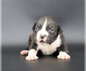 American Bully Puppy for sale in CHAMPAIGN, IL, USA