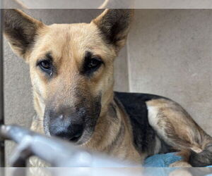 German Shepherd Dog Dogs for adoption in Oklahoma City, OK, USA