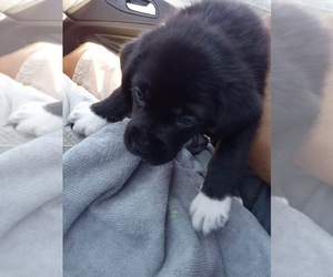 Labrador Retriever Puppy for sale in DENTON, TX, USA