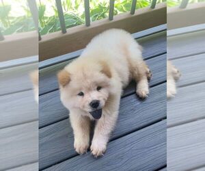 Chow Chow Puppy for sale in LOS ANGELES, CA, USA