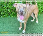 Small American Pit Bull Terrier-Staffordshire Bull Terrier Mix