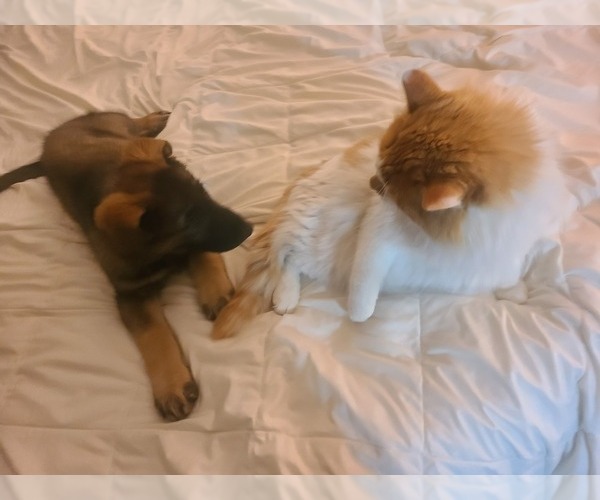 Medium Photo #1 German Shepherd Dog Puppy For Sale in MONTREAL, MO, USA