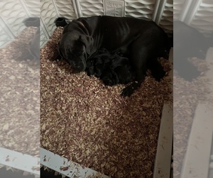 Cane Corso-Labrador Retriever Mix Puppy for sale in BROOKLET, GA, USA