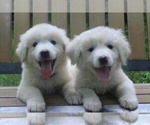 Great Pyrenees-Maremma Sheepdog Mix Puppy for sale in NEOSHO, MO, USA