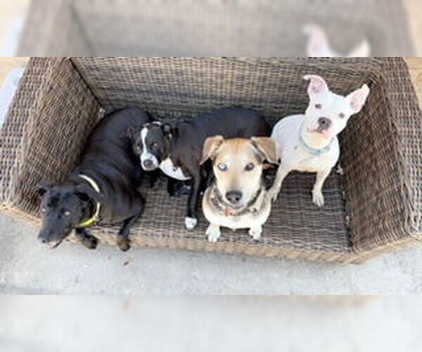 Medium Photo #8 American Staffordshire Terrier-Staffordshire Bull Terrier Mix Puppy For Sale in HOUSTON, TX, USA