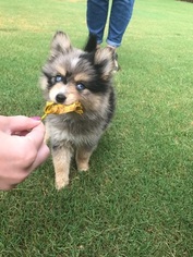 Pomsky Puppy for sale in HOSCHTON, GA, USA