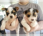 Small Photo #3 Yorkshire Terrier Puppy For Sale in ELON, NC, USA