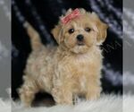 Small #3 Maltipoo