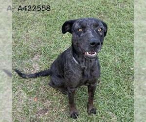 Labrador Retriever-Unknown Mix Dogs for adoption in Conroe, TX, USA