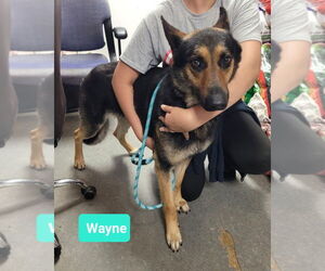 Wayne-Sponsored - Male German Shepherd Dog Dog for Adoption - Photo #2