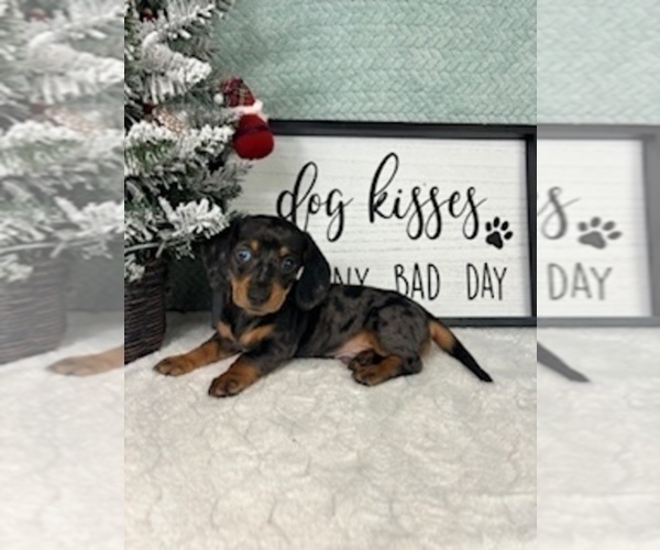 Medium Photo #8 Dachshund Puppy For Sale in GREENFIELD, IN, USA