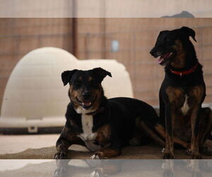 Star - Female Labrador Retriever-Unknown Mix Dog for Adoption - Photo #10