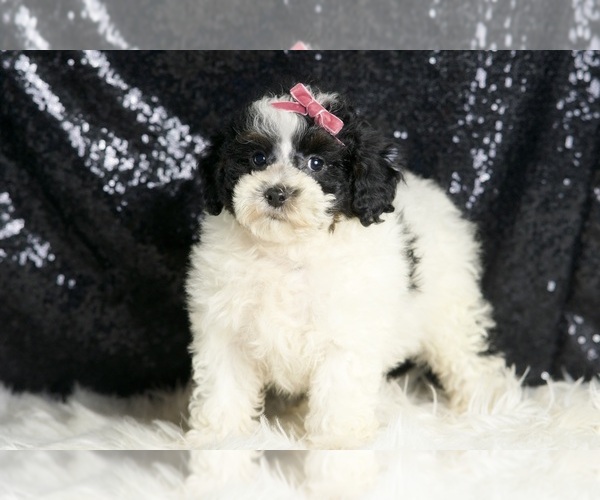 Medium Photo #3 Poodle (Miniature) Puppy For Sale in WARSAW, IN, USA