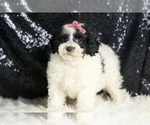 Small #2 Poodle (Miniature)