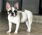 Small Photo #6 French Bulldog Puppy For Sale in KATY, TX, USA