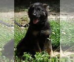 Small #7 German Shepherd Dog