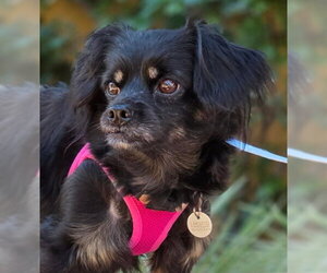 Moana - Female Cavalier King Charles Spaniel-Dachshund Mix Dog for Adoption - Photo #8
