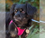 Small Photo #8 Cavalier King Charles Spaniel-Dachshund Mix Puppy For Sale in Chino Hills, CA, USA