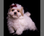 Small #3 Maltipoo (Miniature)