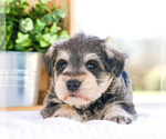 Small Photo #23 Schnauzer (Miniature) Puppy For Sale in SYRACUSE, IN, USA